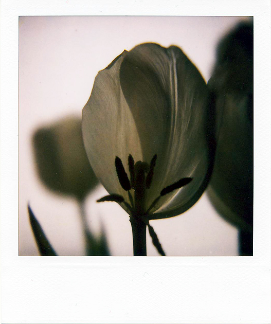 tulpen.pola...