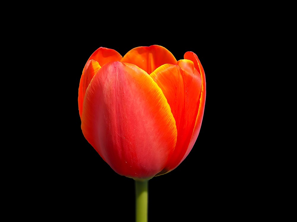 Tulpenportrairt