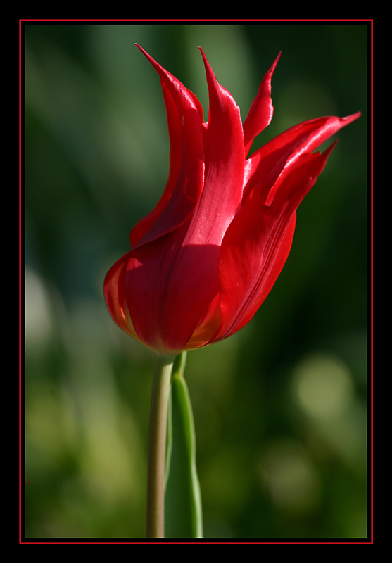 Tulpenportrait