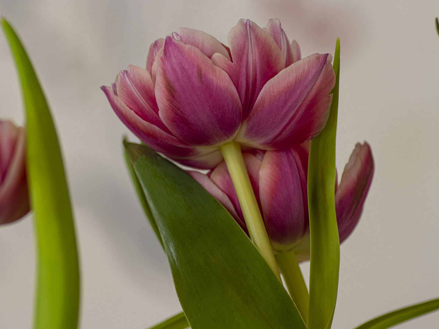 Tulpenportrait