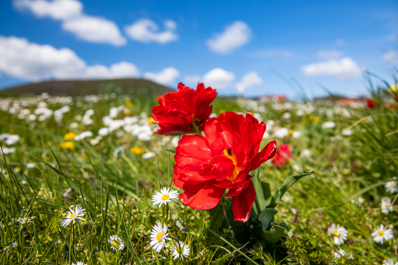 Tulpenpower