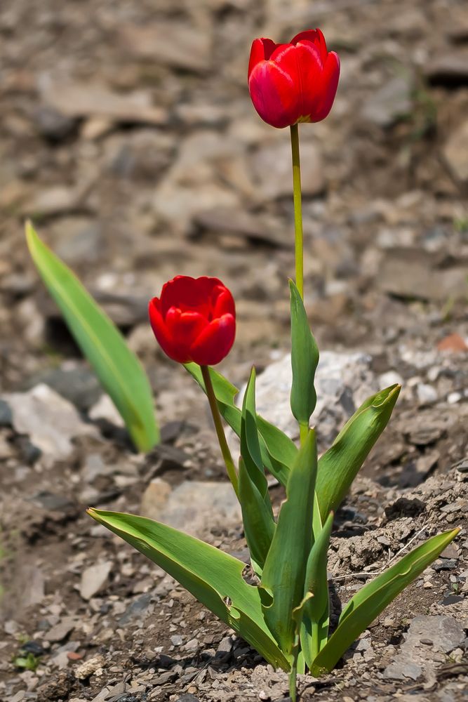 Tulpenpower by Rainer Wunderlich