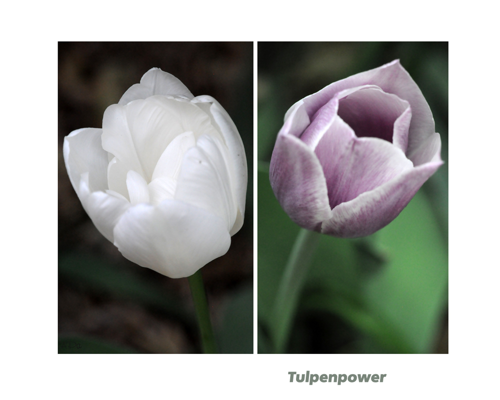 Tulpenpower, die 2.