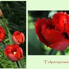 Tulpenpower