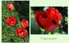Tulpenpower