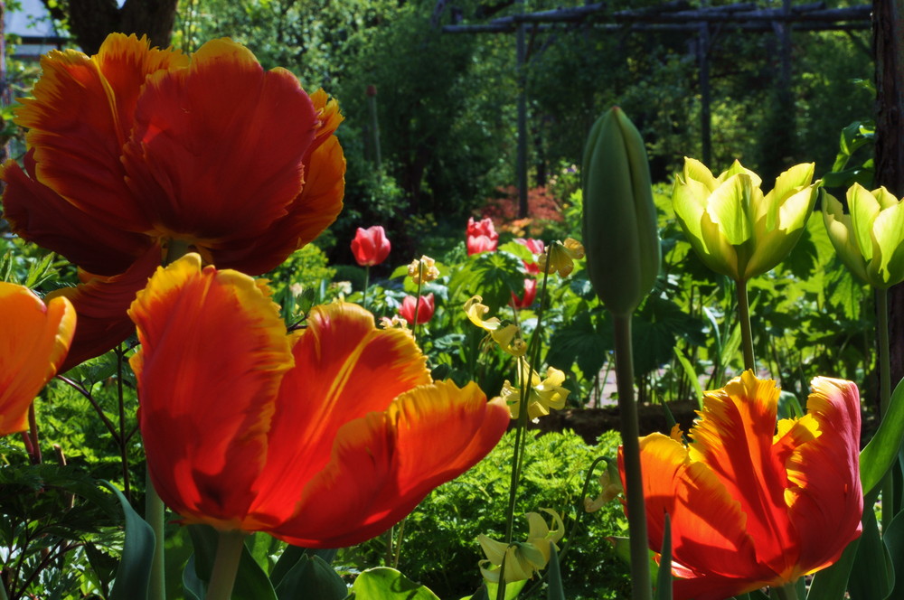 Tulpenpracht von Schuller Helga 