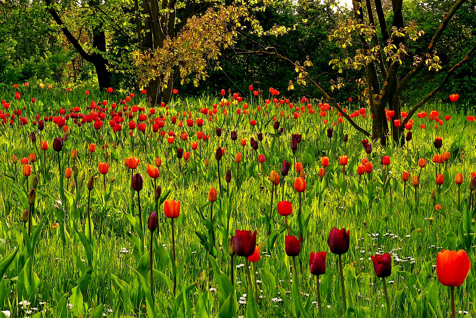 Tulpenpracht 2