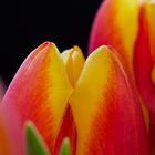 Tulpenpracht 2