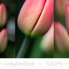 Tulpenpracht