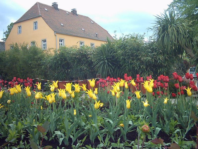 Tulpenpracht am Dörflaser Platz