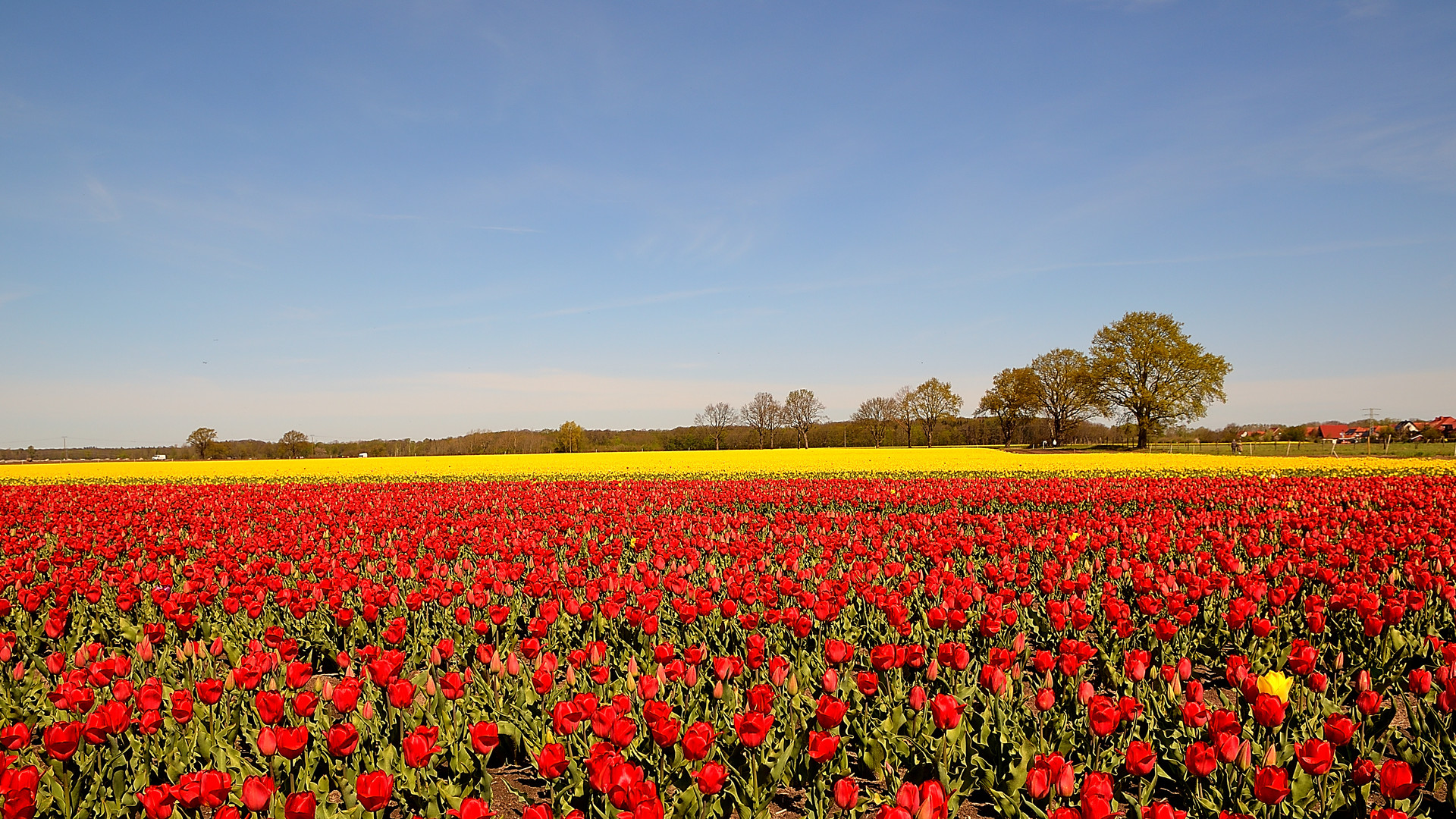 Tulpenpracht...