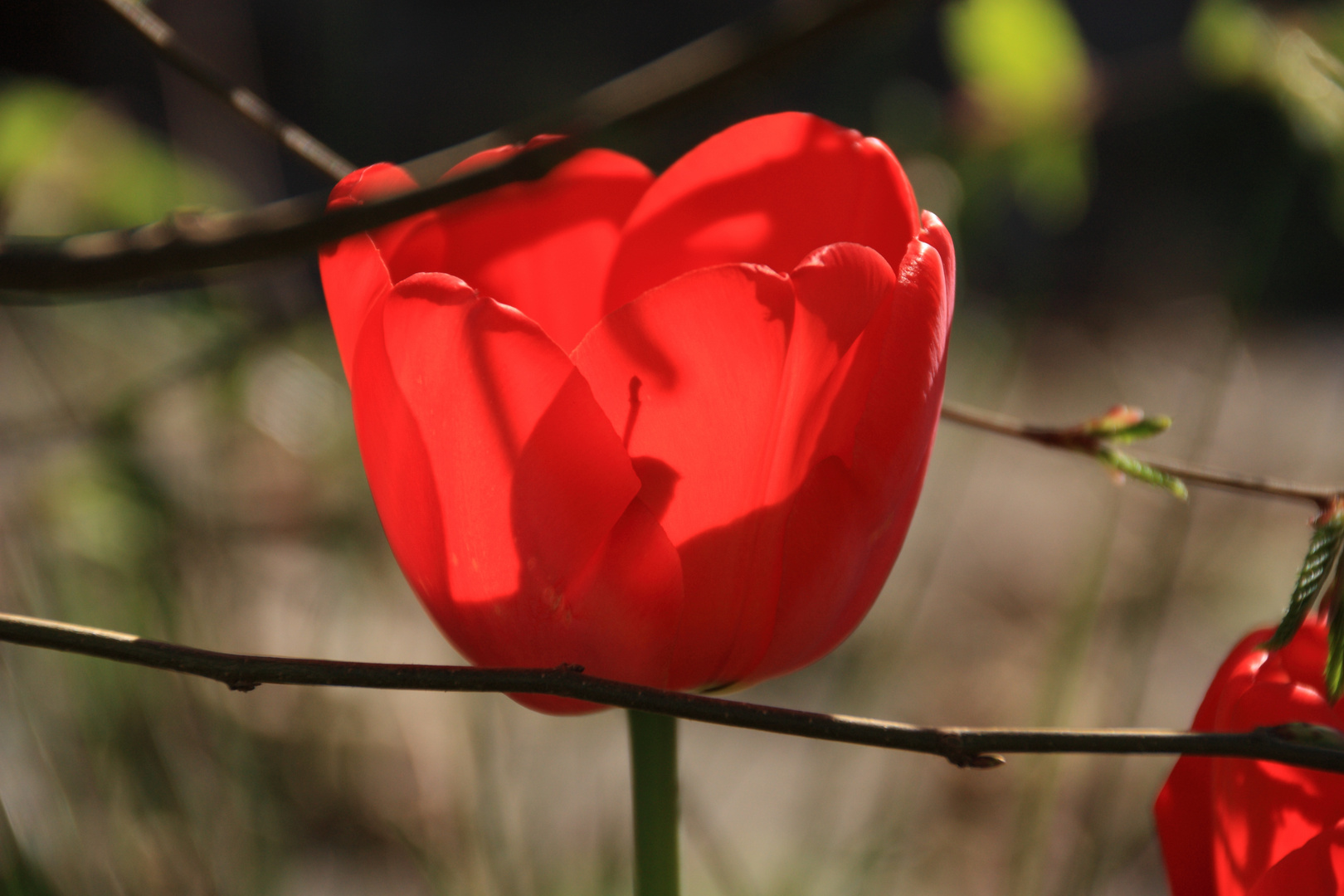 Tulpenpracht