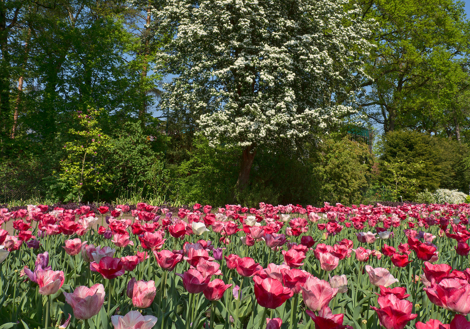 Tulpenpracht im Botanischen Garten Bremen