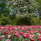 Tulpenpracht im Botanischen Garten Bremen