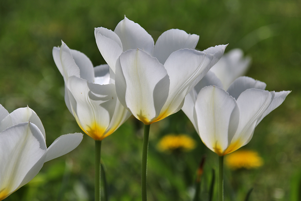 Tulpenpracht im Gegenlicht