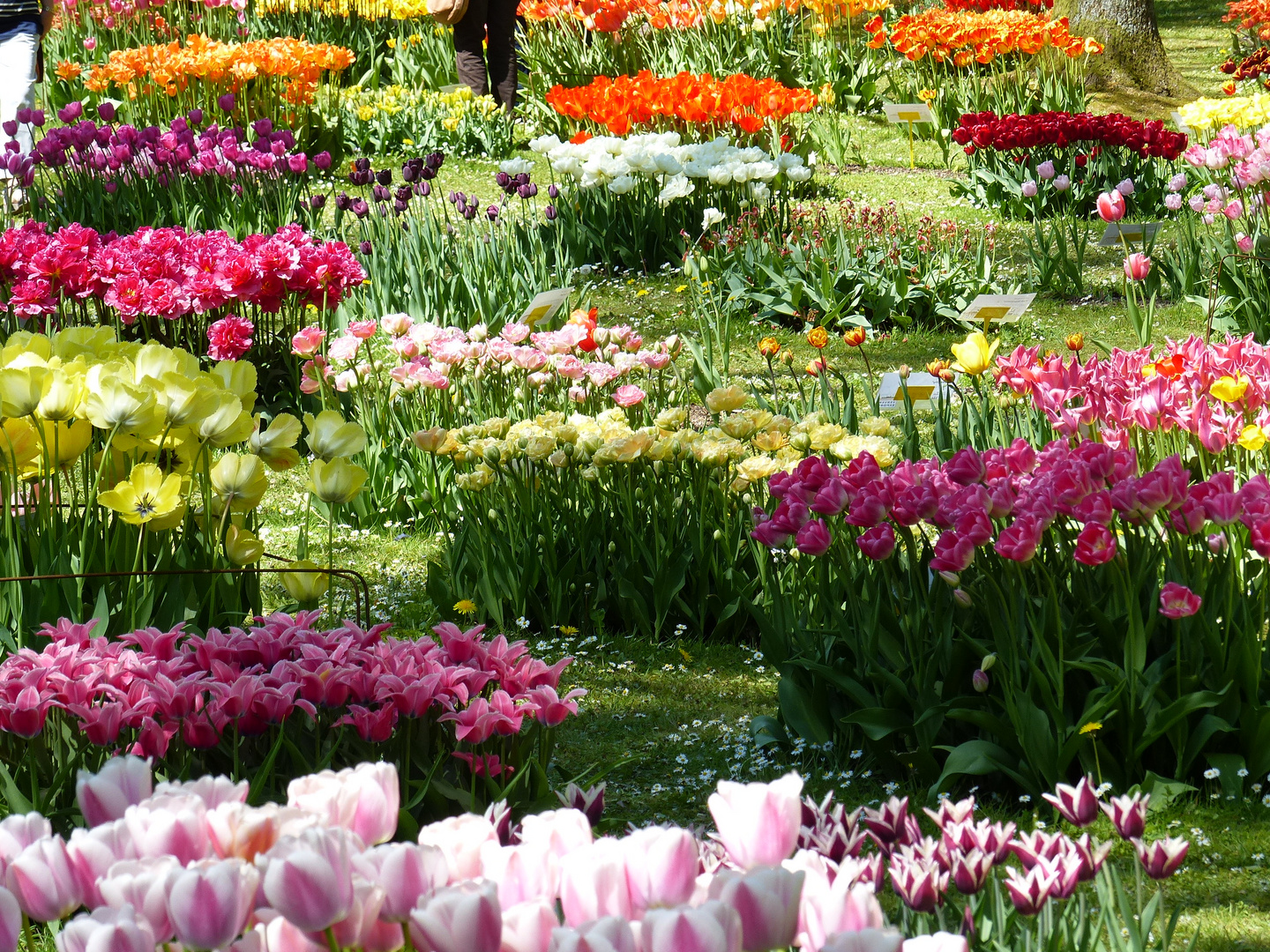 Tulpenpracht im Gräflichen Kurpark in Bad Driburg