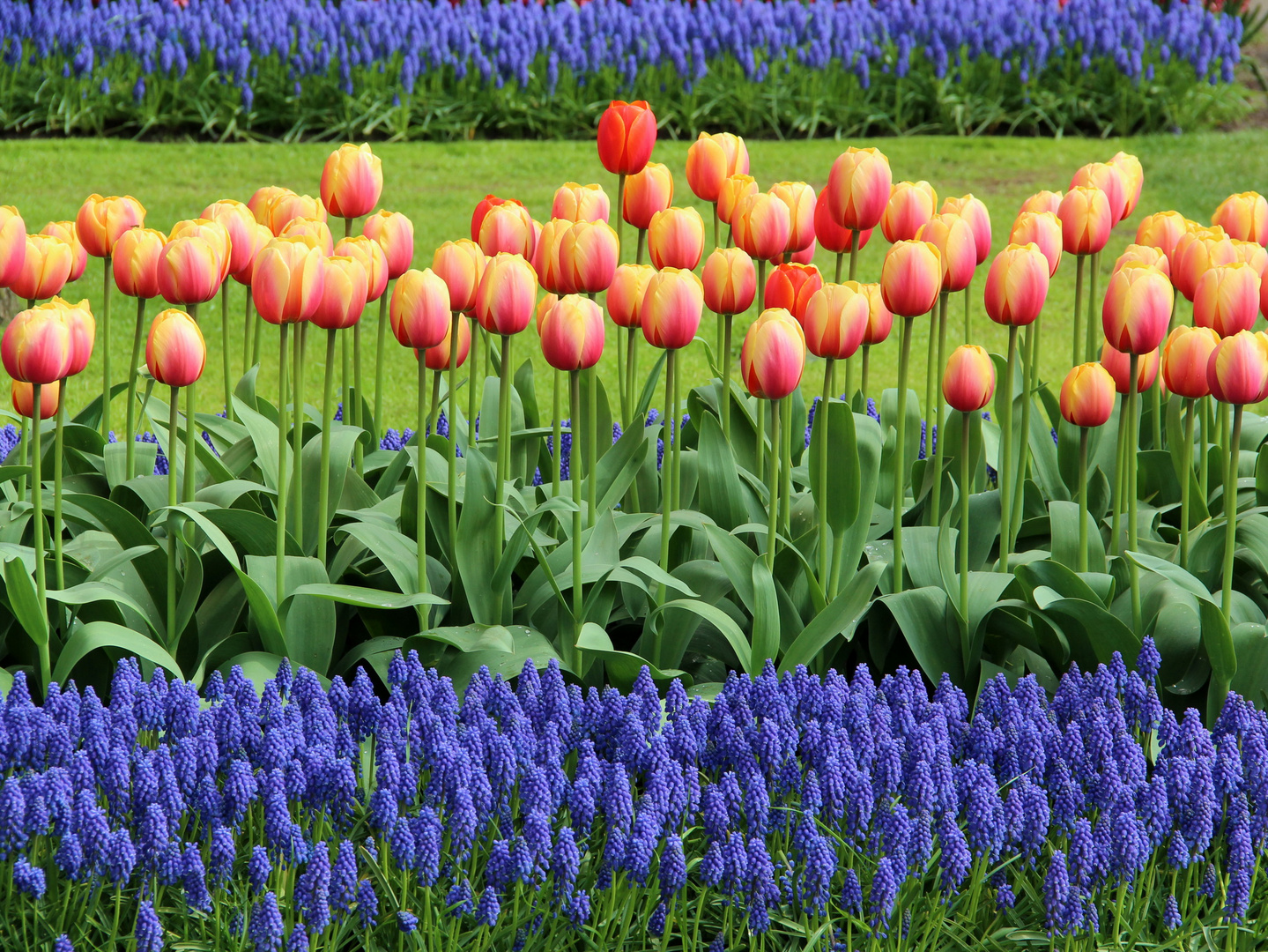 Tulpenpracht im Keukenhof 1