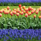 Tulpenpracht im Keukenhof 1