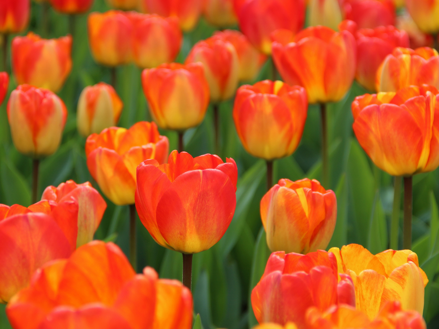 Tulpenpracht im Keukenhof 3