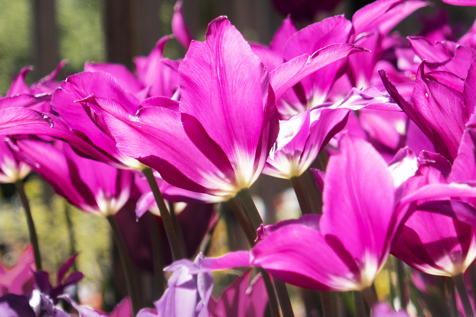 Tulpenpracht in Schwäbisch Gmünd - Splendeur des tulipes à Schwäbisch Gmünd