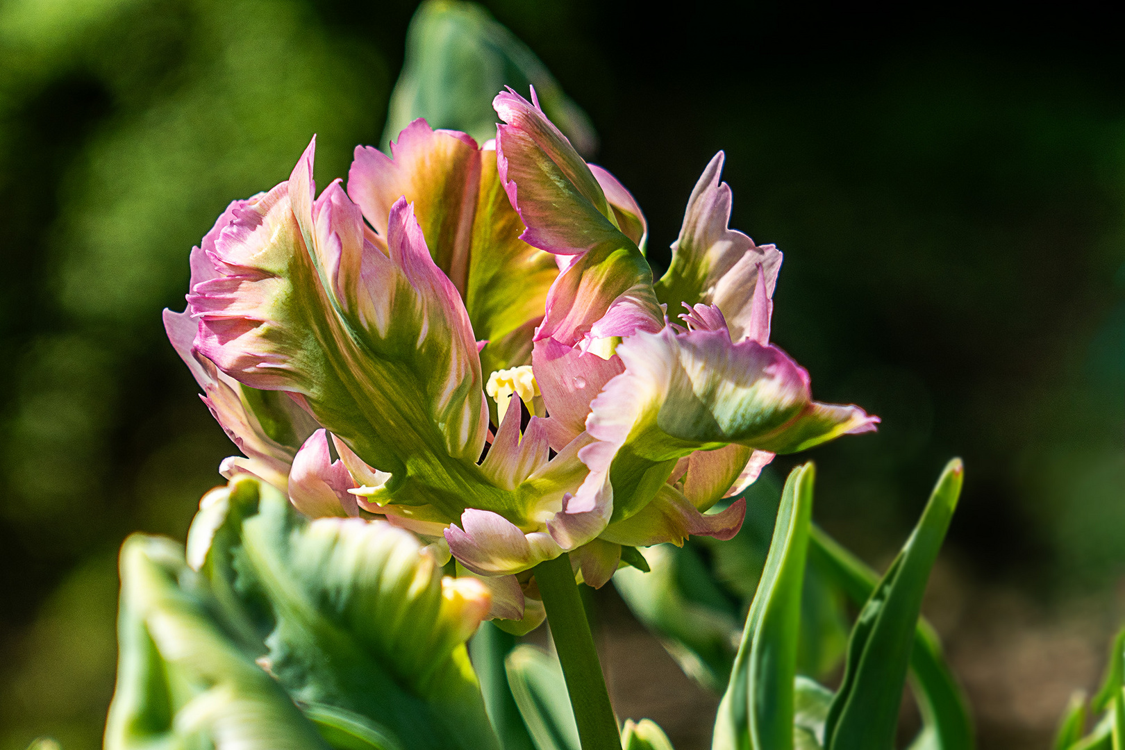 Tulpenpracht in Schwäbisch Gmünd - Splendeur des tulipes à Schwäbisch Gmünd