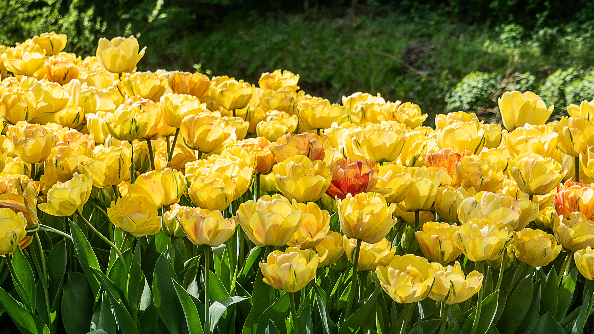 Tulpenpracht in Schwäbisch Gmünd - Splendeur des tulipes à Schwäbisch Gmünd