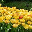 Tulpenpracht in Schwäbisch Gmünd - Splendeur des tulipes à Schwäbisch Gmünd