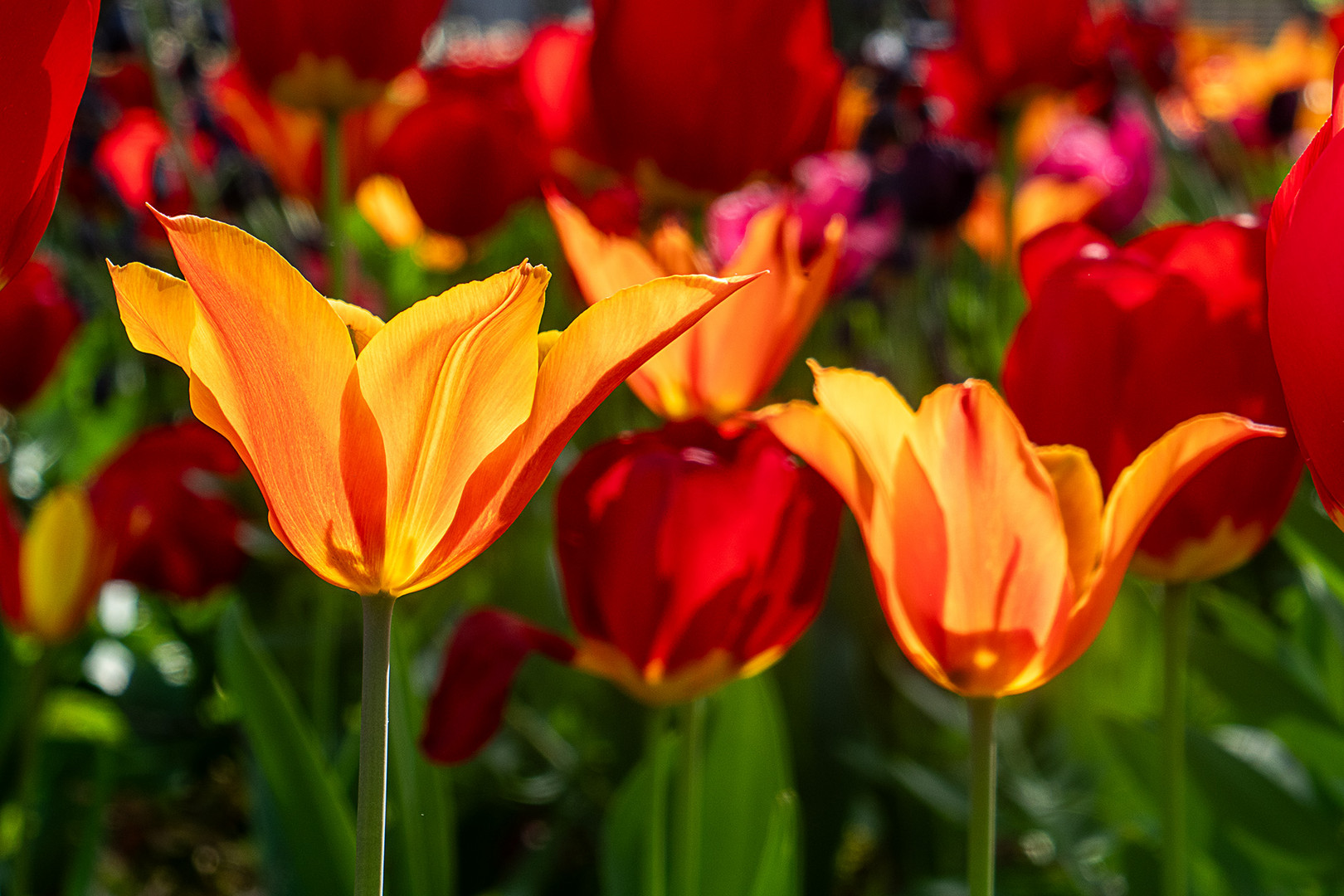 Tulpenpracht in Schwäbisch Gmünd - Splendeur des tulipes à Schwäbisch Gmünd