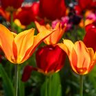 Tulpenpracht in Schwäbisch Gmünd - Splendeur des tulipes à Schwäbisch Gmünd