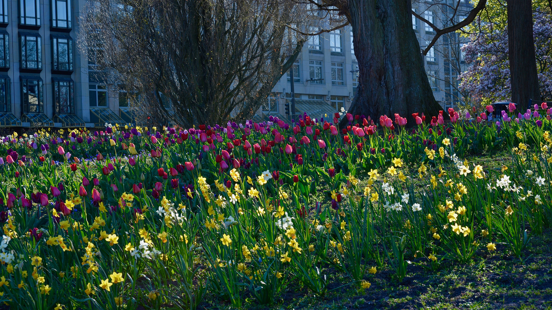 Tulpenpracht mitten in Bremen