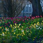 Tulpenpracht mitten in Bremen