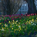 Tulpenpracht mitten in Bremen