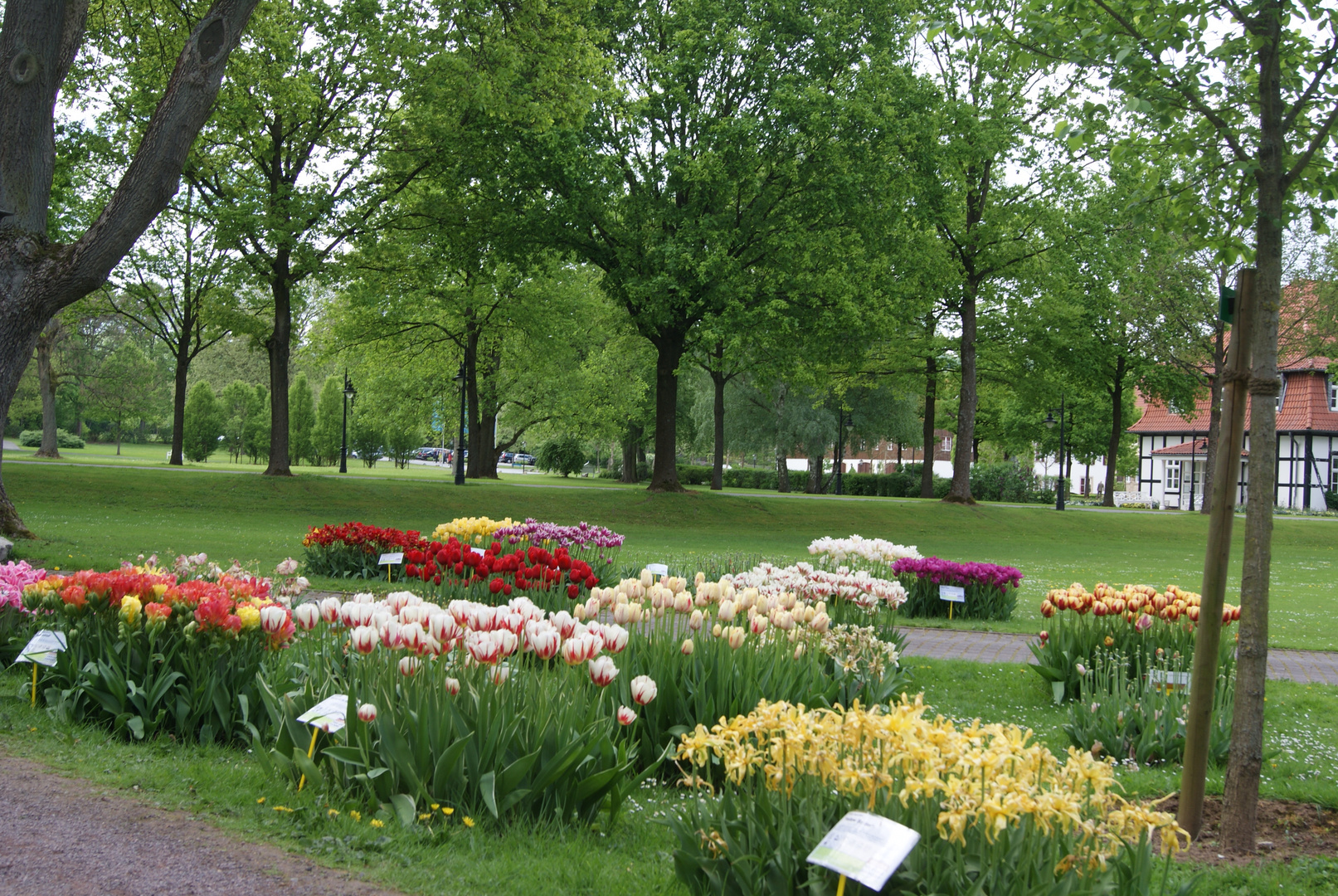 Tulpenrabatte im gräflichen Park Bad Driburg