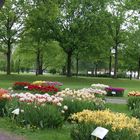 Tulpenrabatte im gräflichen Park Bad Driburg