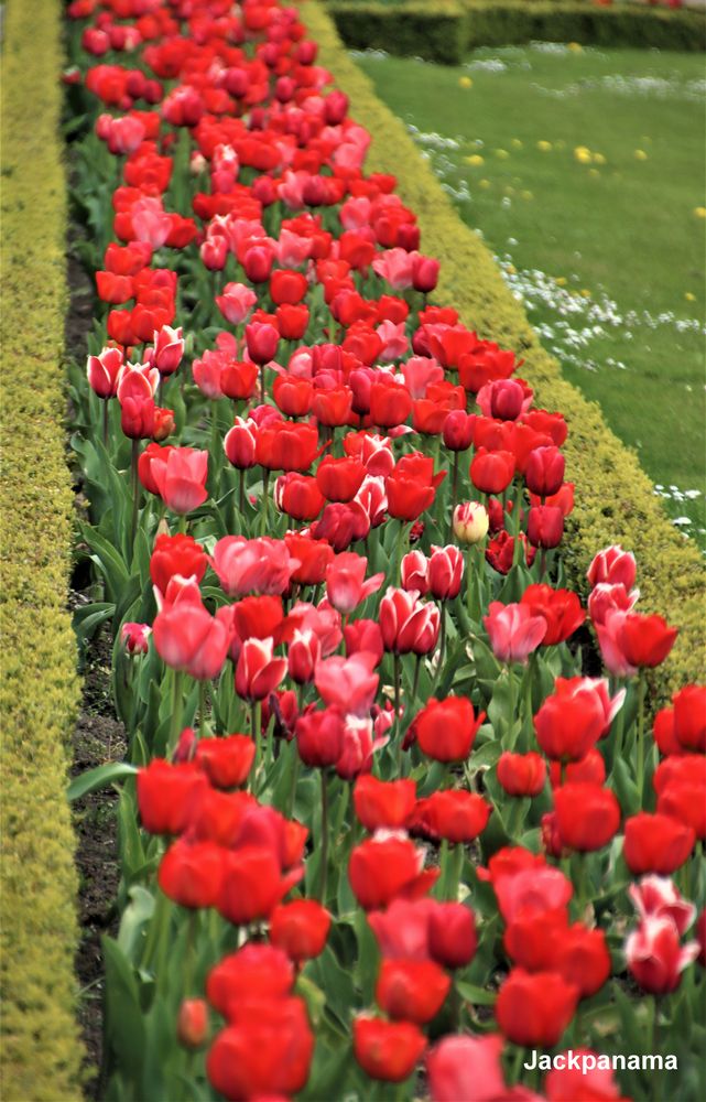 Tulpenrabatte im Schlosspark