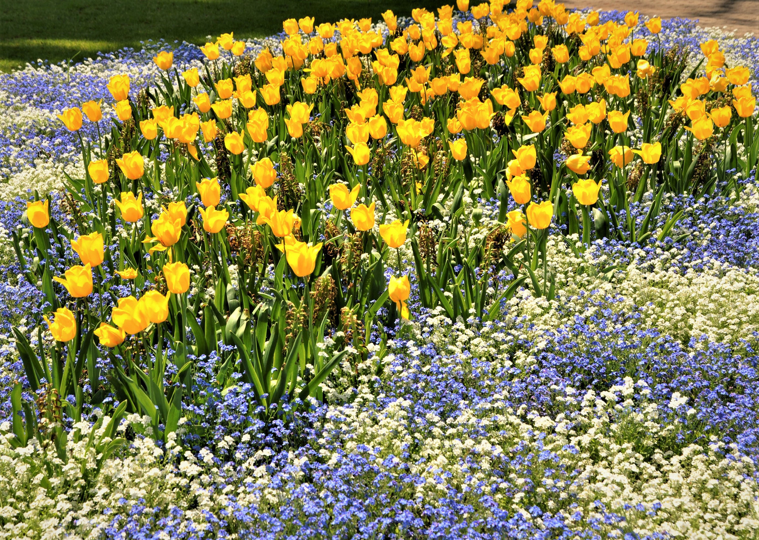 Tulpenrabatte in einer Parkanlage