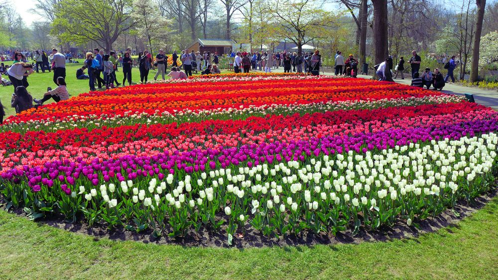 Tulpenrausch in Keukenhof