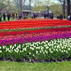 Tulpenrausch in Keukenhof