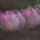 Tulpenreihe