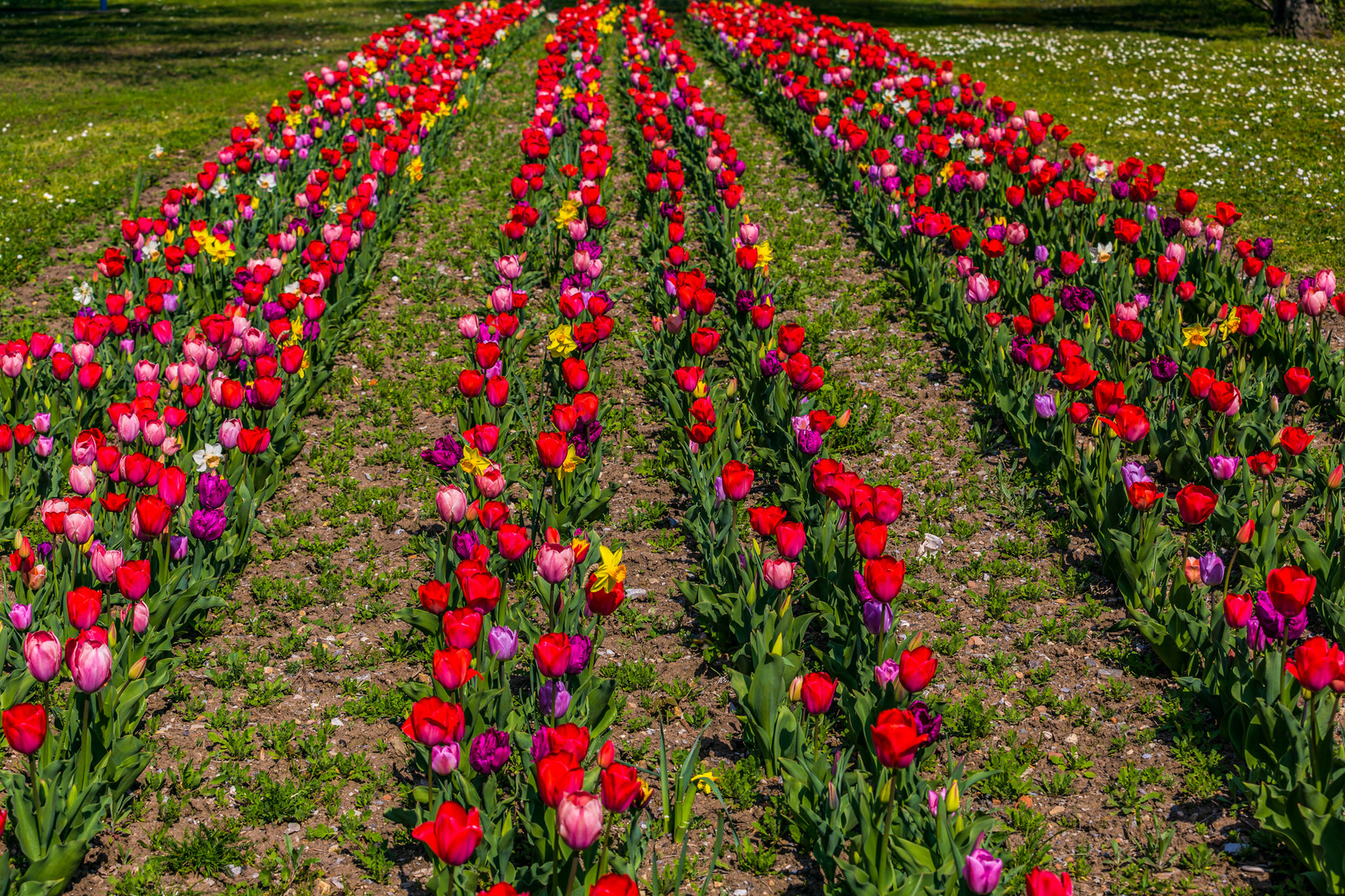 Tulpenreihen