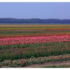 Tulpenroute 2011