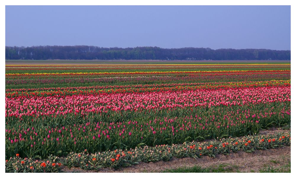 Tulpenroute 2011