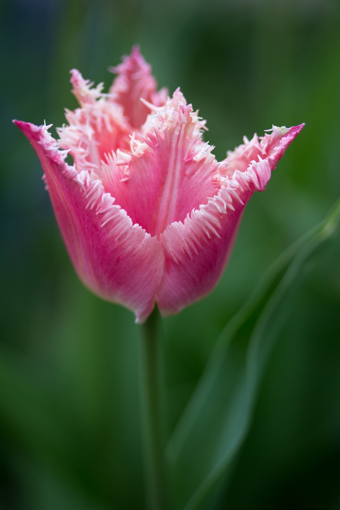 Tulpensaison