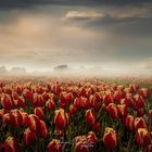 Tulpensaison