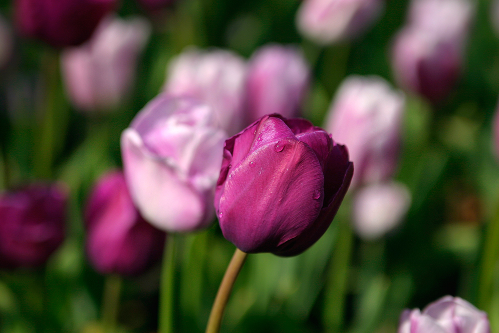 Tulpenschau Holland