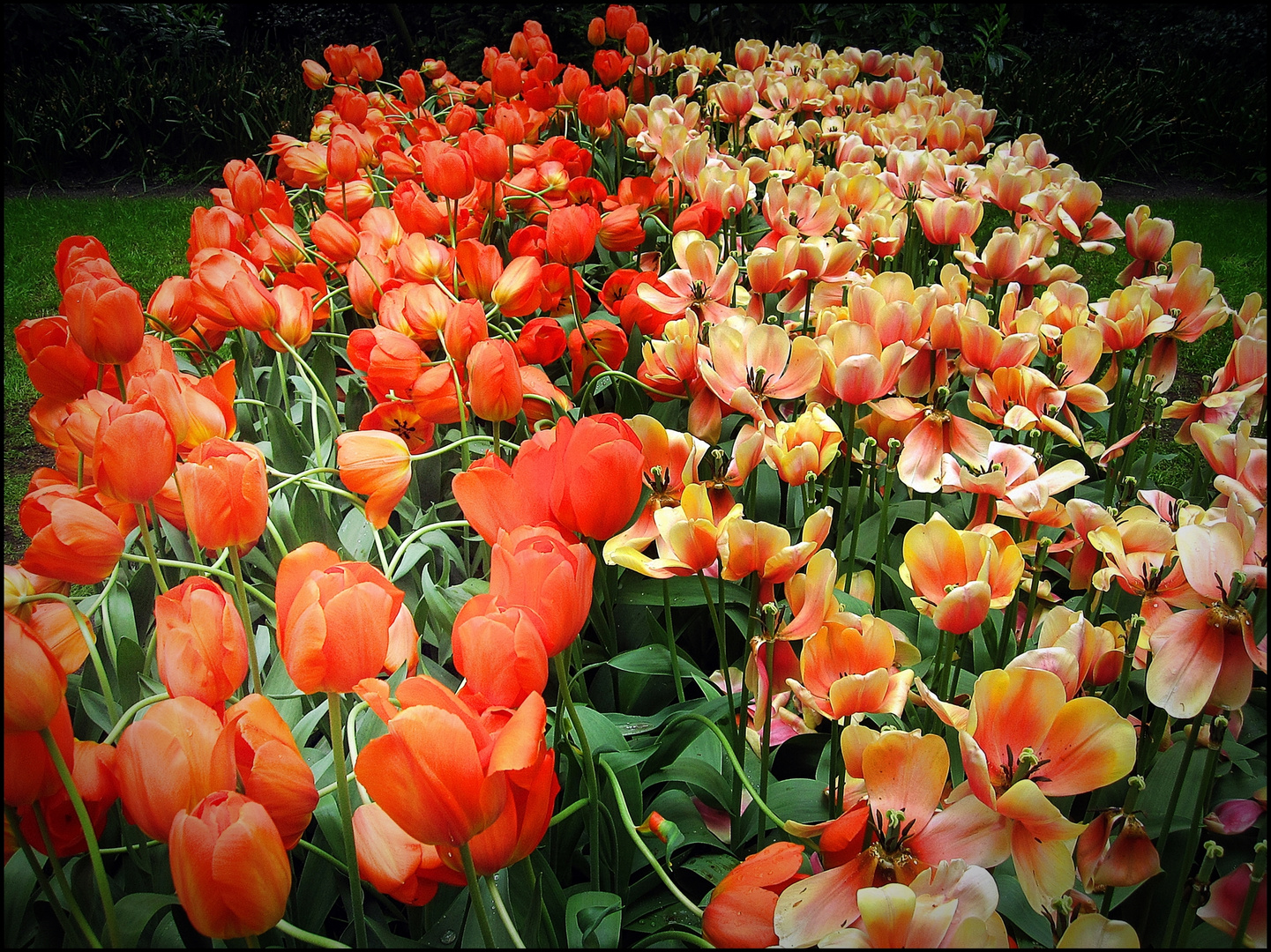 Tulpenschau in Keukenhof / Holland