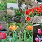 Tulpenschau in meinen Garten