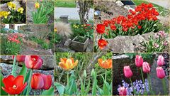 Tulpenschau in meinen Garten