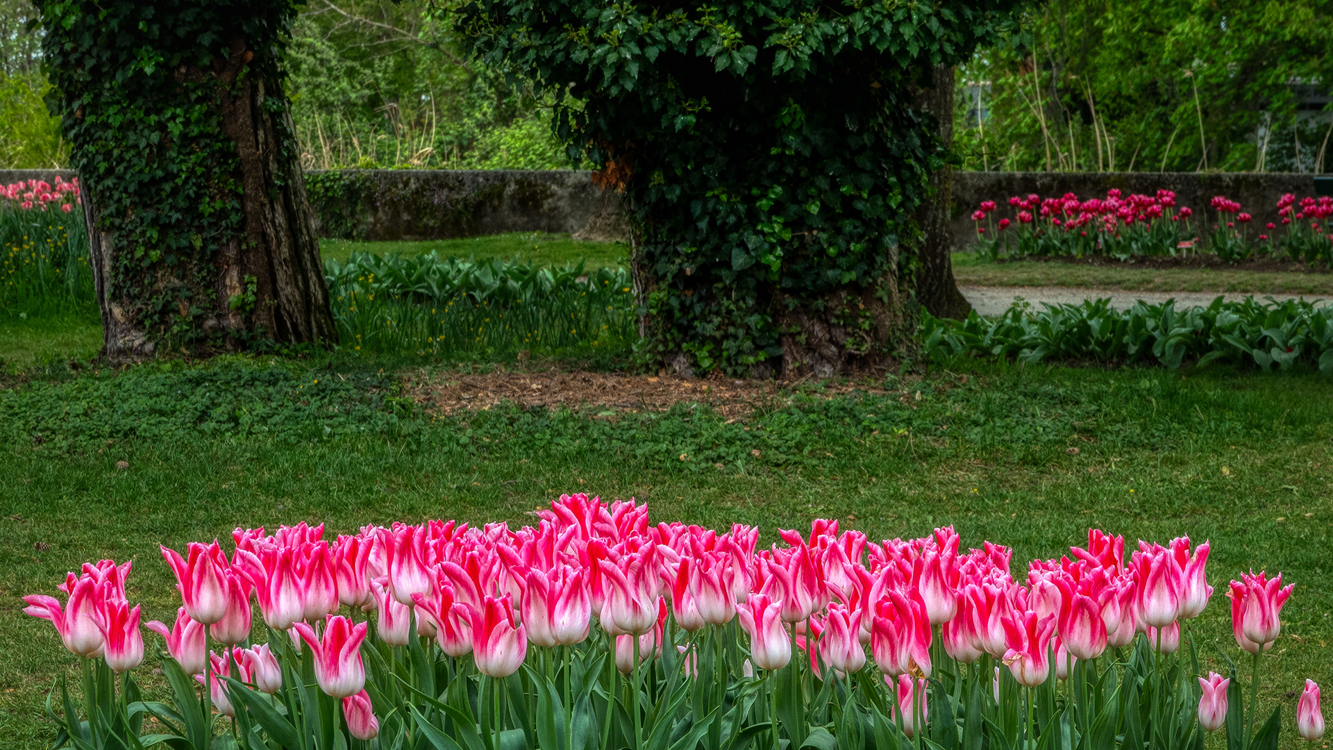 Tulpenschau in Morges (1)