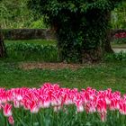 Tulpenschau in Morges (1)